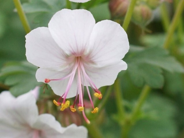 Geranium cantabrigiense 'Biokovo', Storkenæb