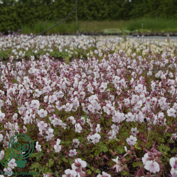 Geranium cantabrigiense 'Biokovo', Storkenæb