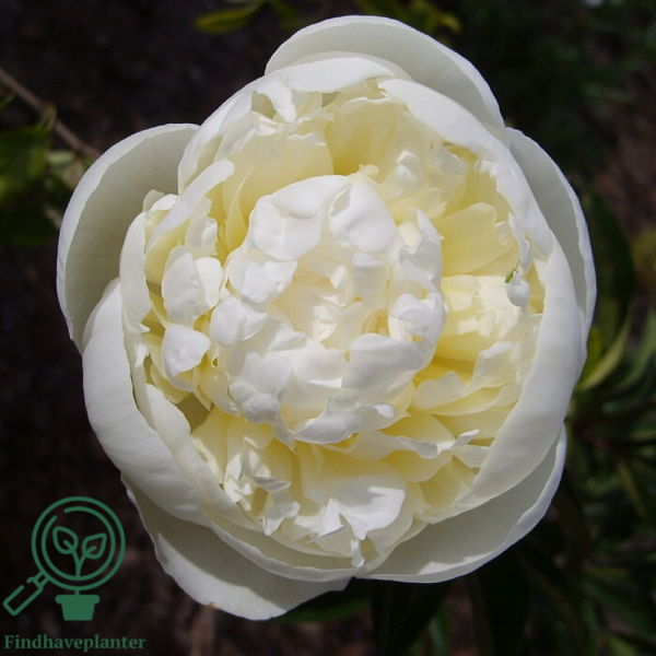 Paeonia lactiflora 'Duchesse de Nemours', Pæon / silkepæon