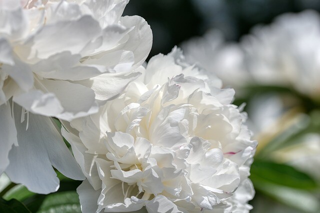 Paeonia lactiflora 'Duchesse de Nemours', Pæon / silkepæon