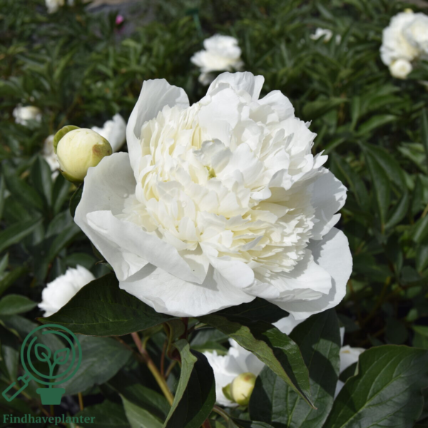 Paeonia lactiflora 'Duchesse de Nemours', Pæon / silkepæon