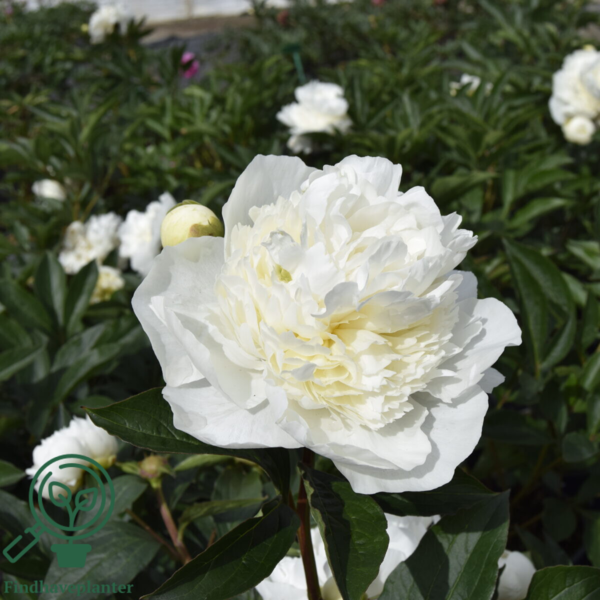 Paeonia lactiflora 'Duchesse de Nemours', Pæon / silkepæon
