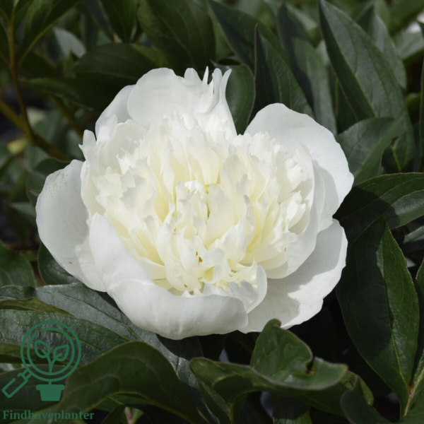 Paeonia lactiflora 'Duchesse de Nemours', Pæon / silkepæon