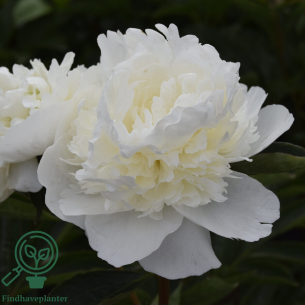 Paeonia lactiflora 'Duchesse de Nemours', Pæon / silkepæon