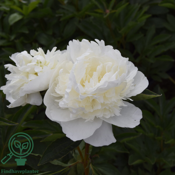 Paeonia lactiflora 'Duchesse de Nemours', Pæon / silkepæon
