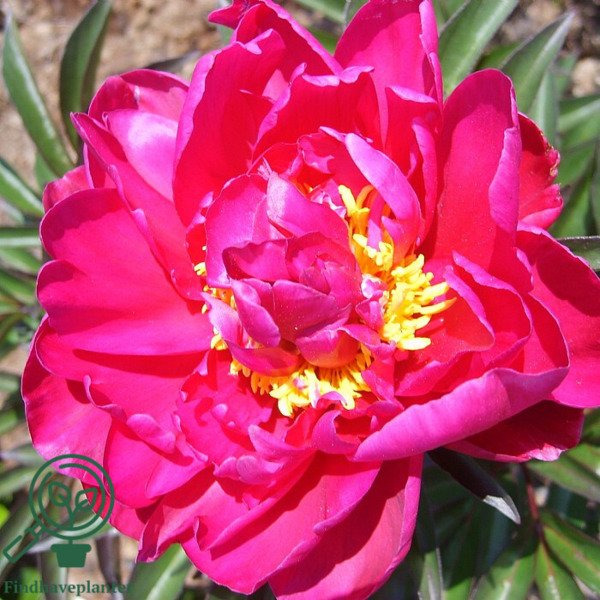 Paeonia lactiflora 'Karl Rosenfeldt', Pæon / silkepæon