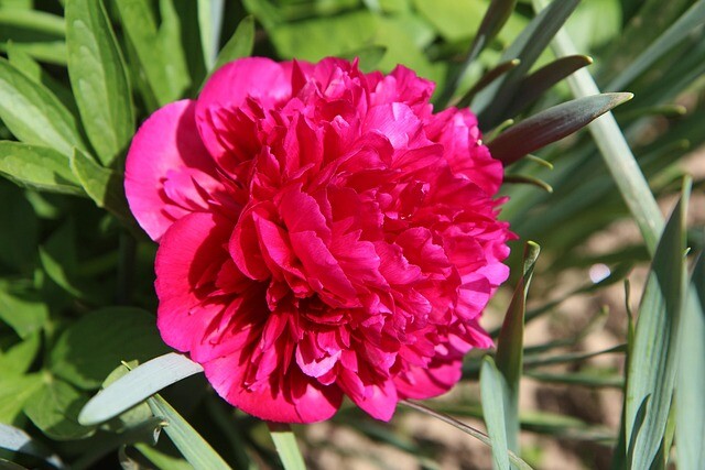 Paeonia lactiflora 'Karl Rosenfeldt', Pæon / silkepæon