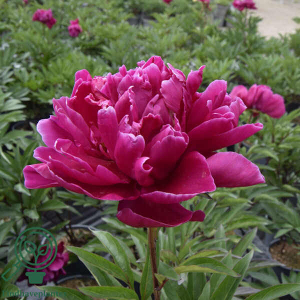 Paeonia lactiflora 'Karl Rosenfeldt', Pæon / silkepæon