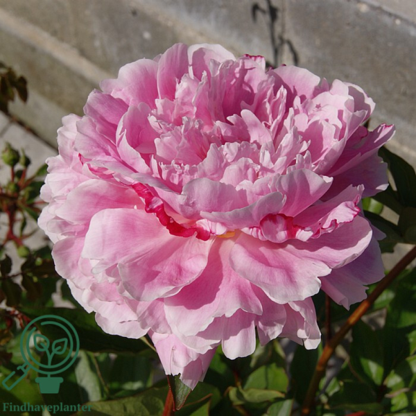 Paeonia lactiflora 'Sarah Bernhardt', Pæon / silkepæon