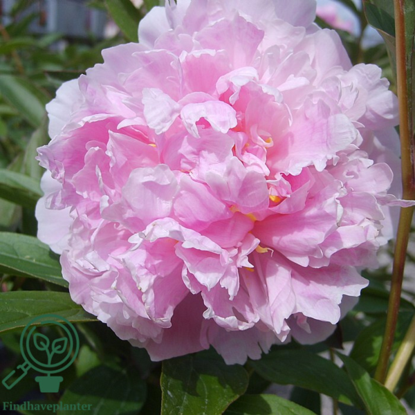 Paeonia lactiflora 'Sarah Bernhardt', Pæon / silkepæon