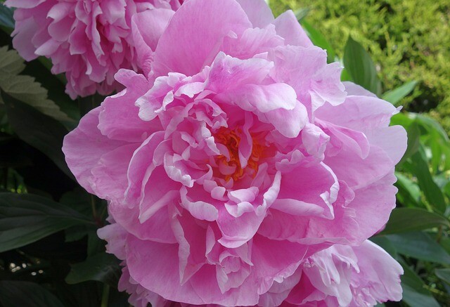 Paeonia lactiflora 'Sarah Bernhardt', Pæon / silkepæon