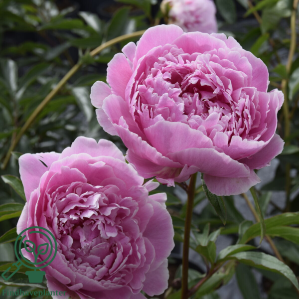 Paeonia lactiflora 'Sarah Bernhardt', Pæon / silkepæon