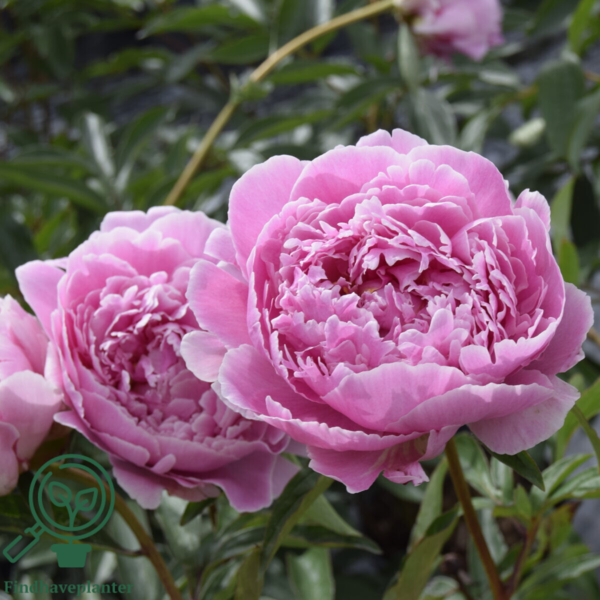 Paeonia lactiflora 'Sarah Bernhardt', Pæon / silkepæon