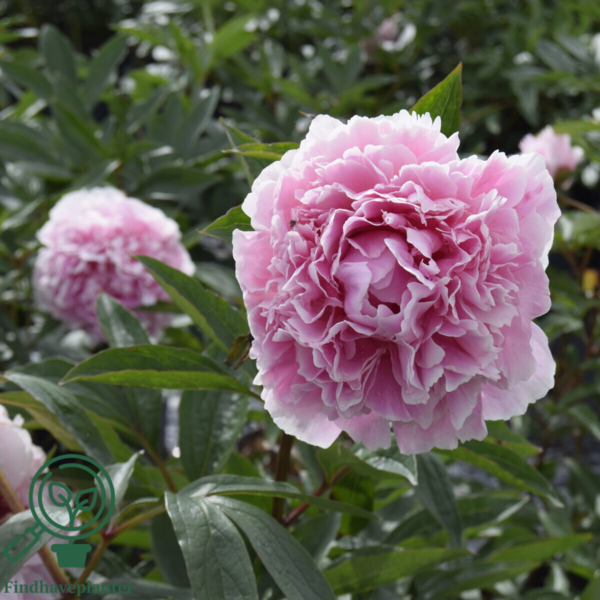 Paeonia lactiflora 'Sarah Bernhardt', Pæon / silkepæon
