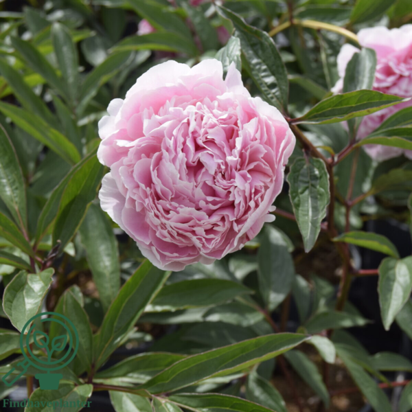 Paeonia lactiflora 'Sarah Bernhardt', Pæon / silkepæon