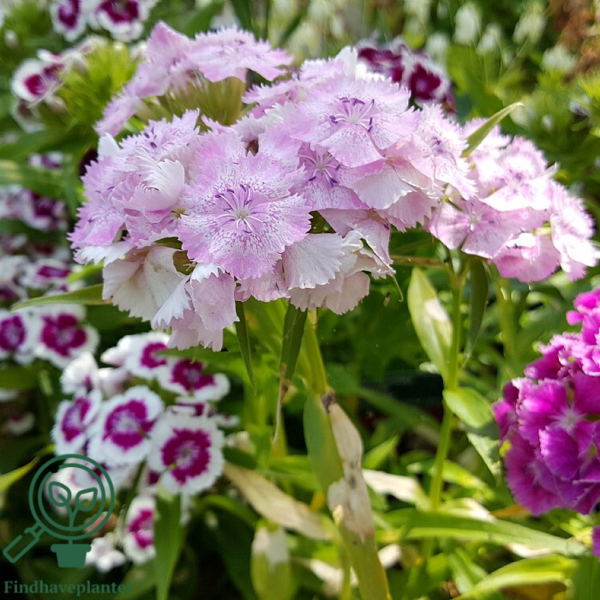 Dianthus barbatus 'Indianerteppich', Nellike
