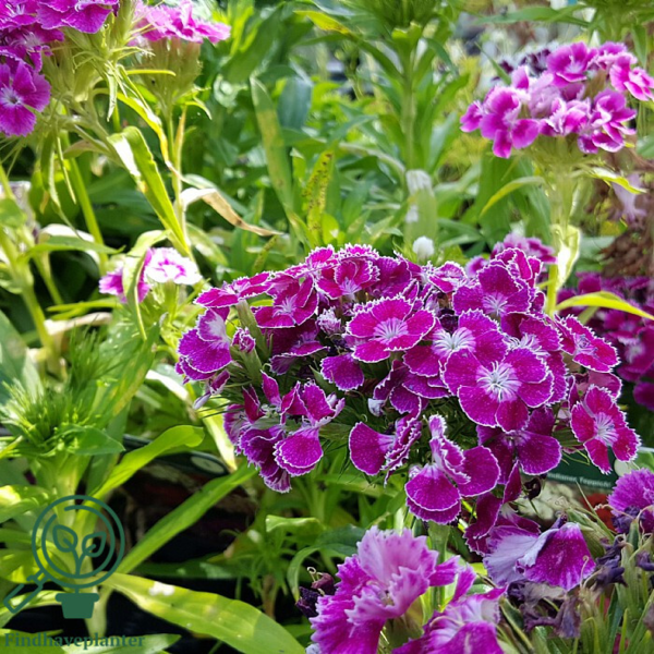 Dianthus barbatus 'Indianerteppich', Nellike