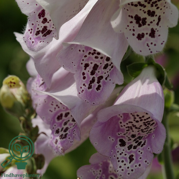 Digitalis purpurea 'Foxy', Fingerbøl