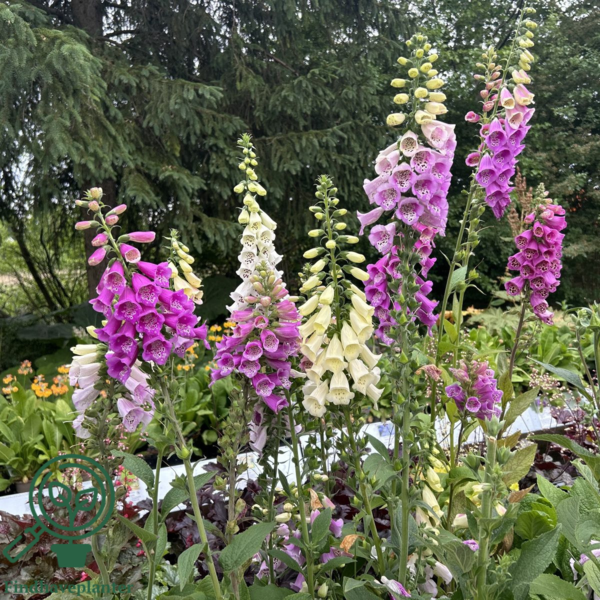 Digitalis purpurea 'Foxy', Fingerbøl