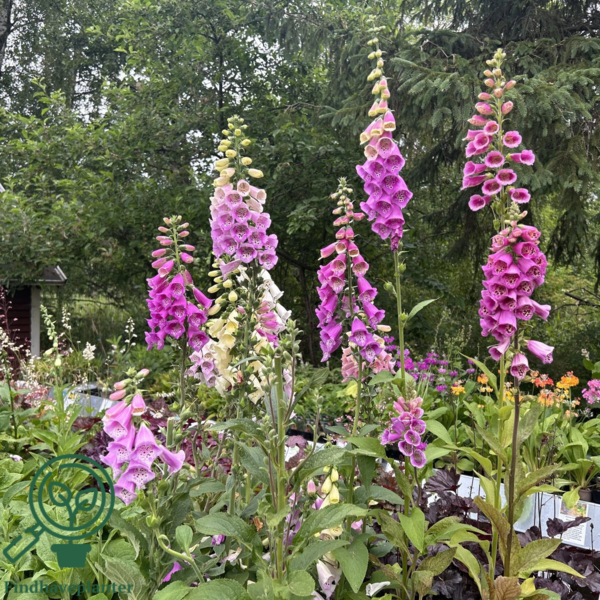Digitalis purpurea 'Foxy', Fingerbøl