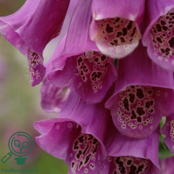 Digitalis purpurea 'Foxy', Fingerbøl