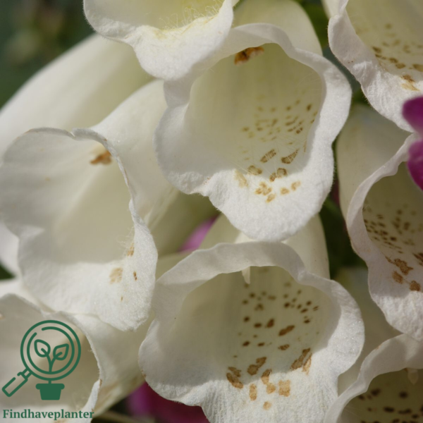 Digitalis purpurea 'Foxy', Fingerbøl