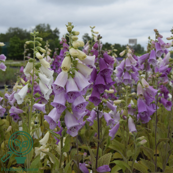 Digitalis purpurea 'Foxy', Fingerbøl