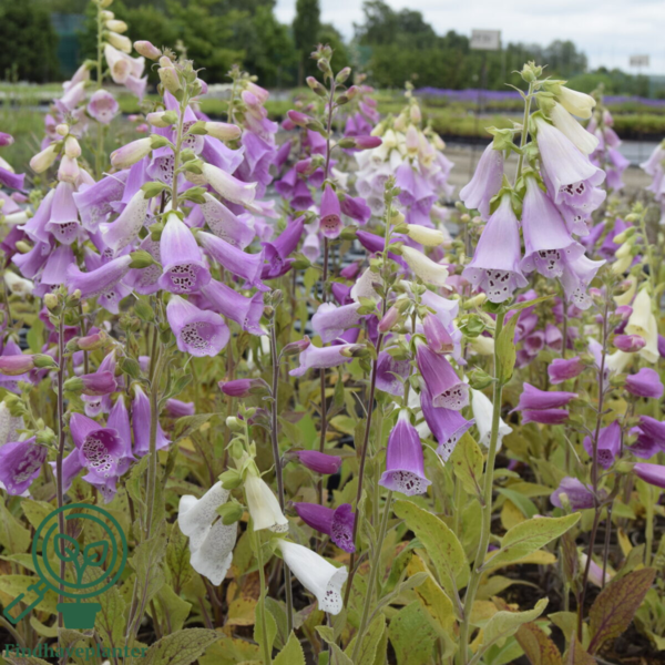 Digitalis purpurea 'Foxy', Fingerbøl