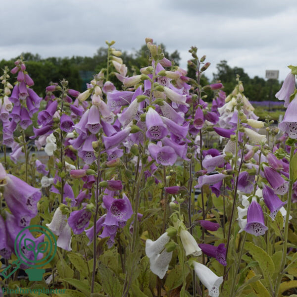 Digitalis purpurea 'Foxy', Fingerbøl
