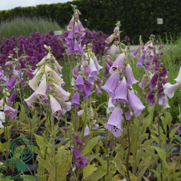 Digitalis purpurea 'Foxy', Fingerbøl