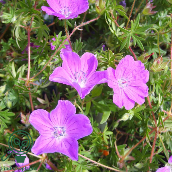 Geranium sanguineum 'Max Frei', Storkenæb