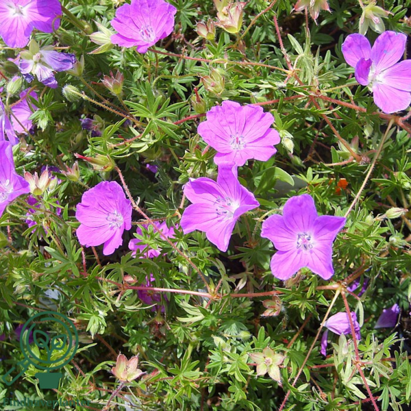 Geranium sanguineum 'Max Frei', Storkenæb