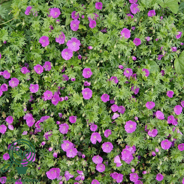 Geranium sanguineum 'Max Frei', Storkenæb