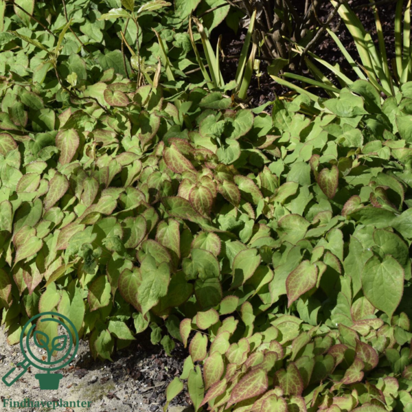Epimedium rubrum, Bispehue