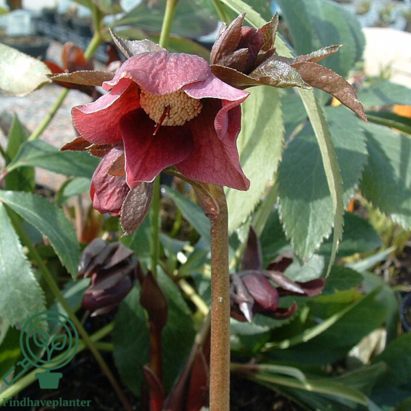 Helleborus orientalis 'Rote Hybriden', Julerose, Påskeklokke