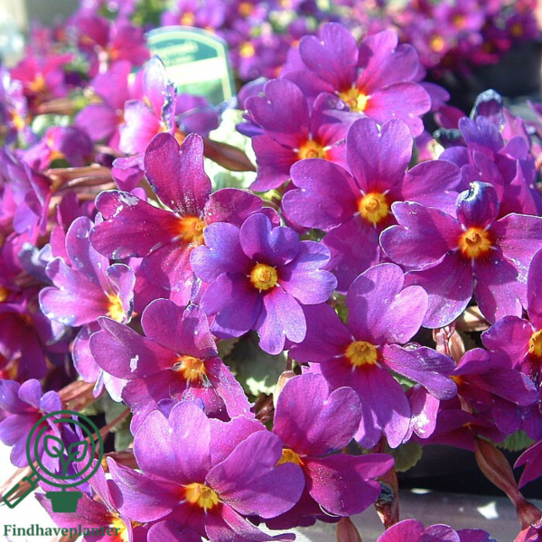 Primula juliae-hybrid 'Wanda', Pudeprimula