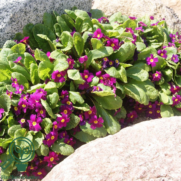 Primula juliae-hybrid 'Wanda', Pudeprimula