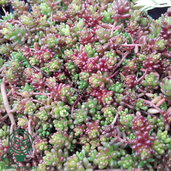 Sedum album 'Coral Carpet', Hvid stenurt