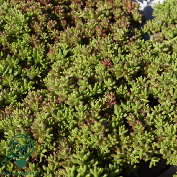 Sedum album 'Coral Carpet', Hvid stenurt