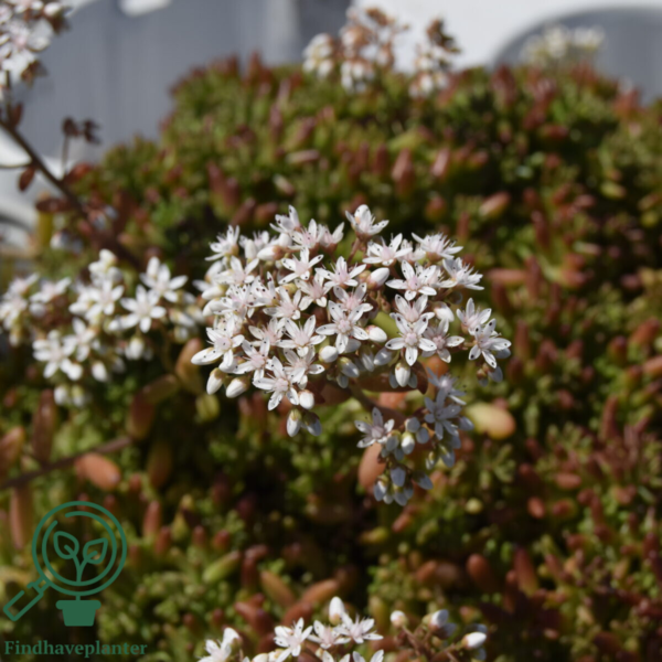 Sedum album 'Coral Carpet', Hvid stenurt
