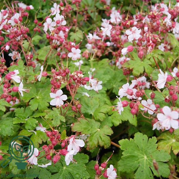 Geranium macrorrhizum 'Spessart', Storkenæb