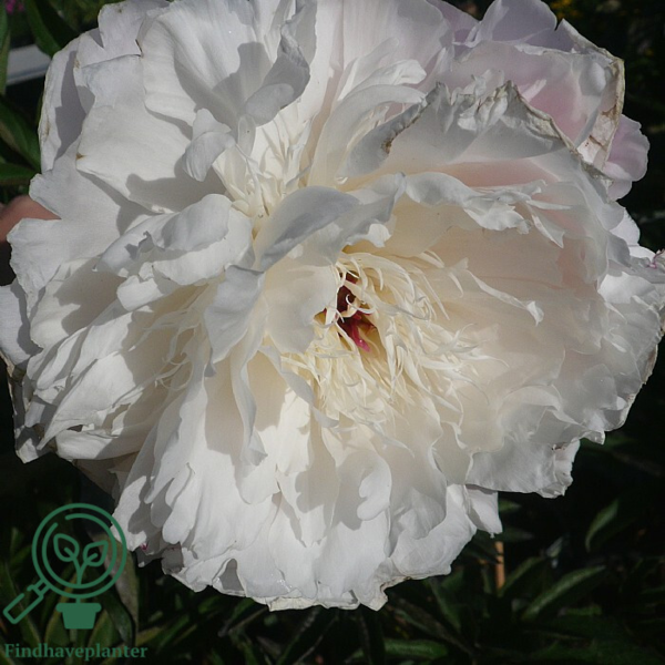 Paeonia lactiflora 'Shirley Temple', Pæon / silkepæon