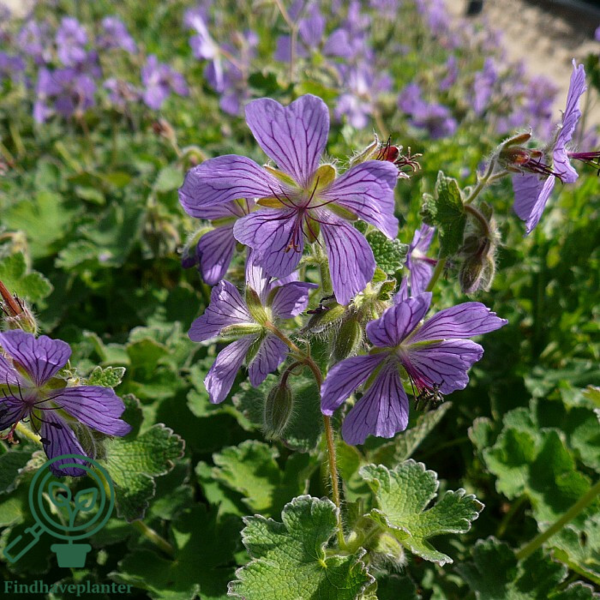 Geranium renardii 'Phillippe Vapelle', Storkenæb