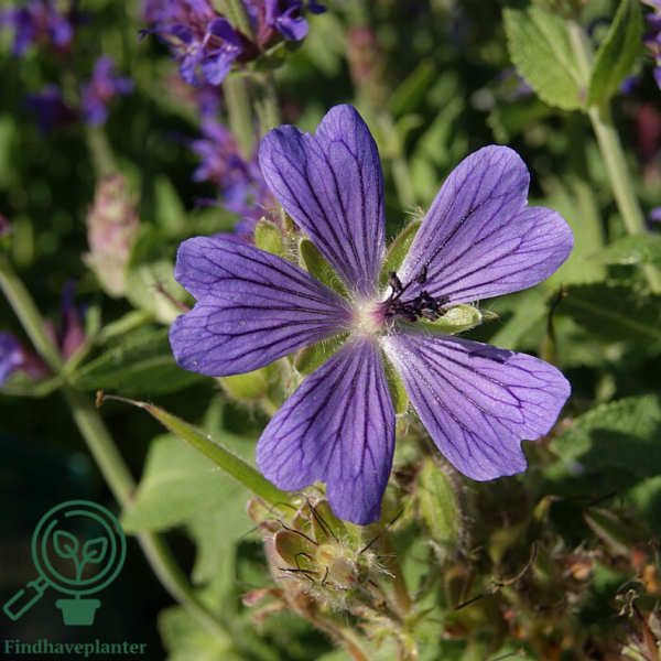 Geranium renardii 'Phillippe Vapelle', Storkenæb