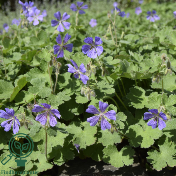 Geranium renardii 'Phillippe Vapelle', Storkenæb