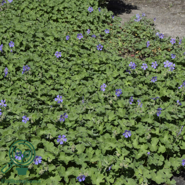 Geranium renardii 'Phillippe Vapelle', Storkenæb