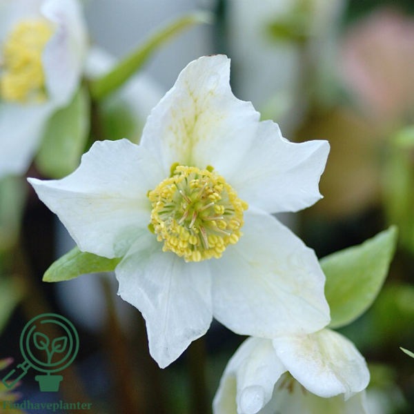 Helleborus niger 'Praecox', Julerose, Påskeklokke