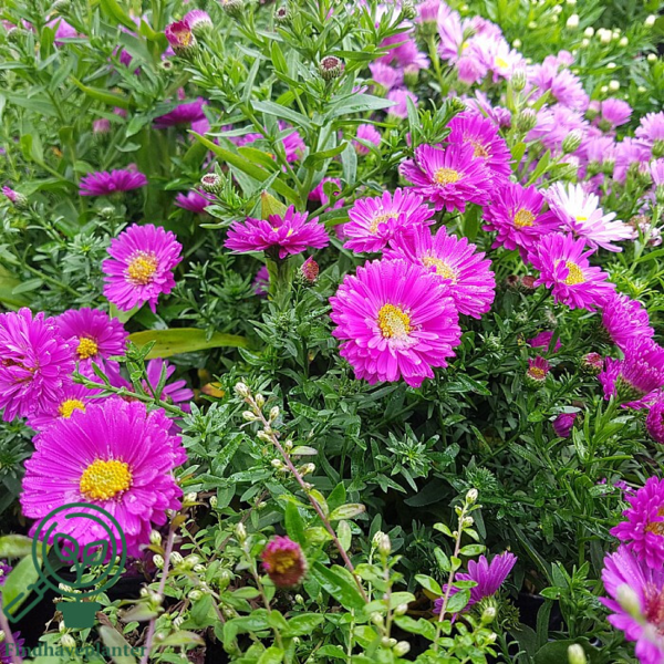 Aster dumosus 'Starlight', aster