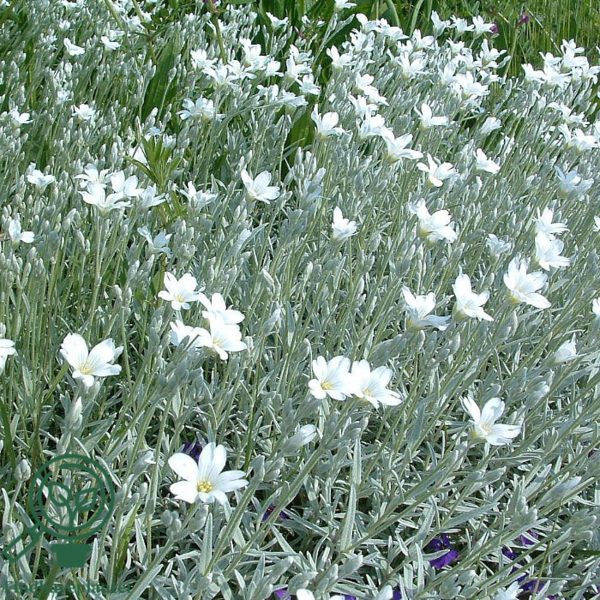 Cerastium tomentosum 'Silverstone' Hønsetarm