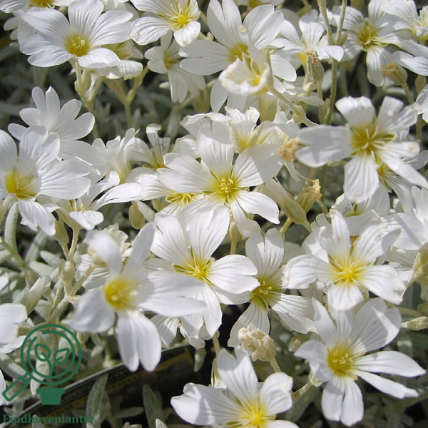 Cerastium tomentosum 'Silverstone' Hønsetarm